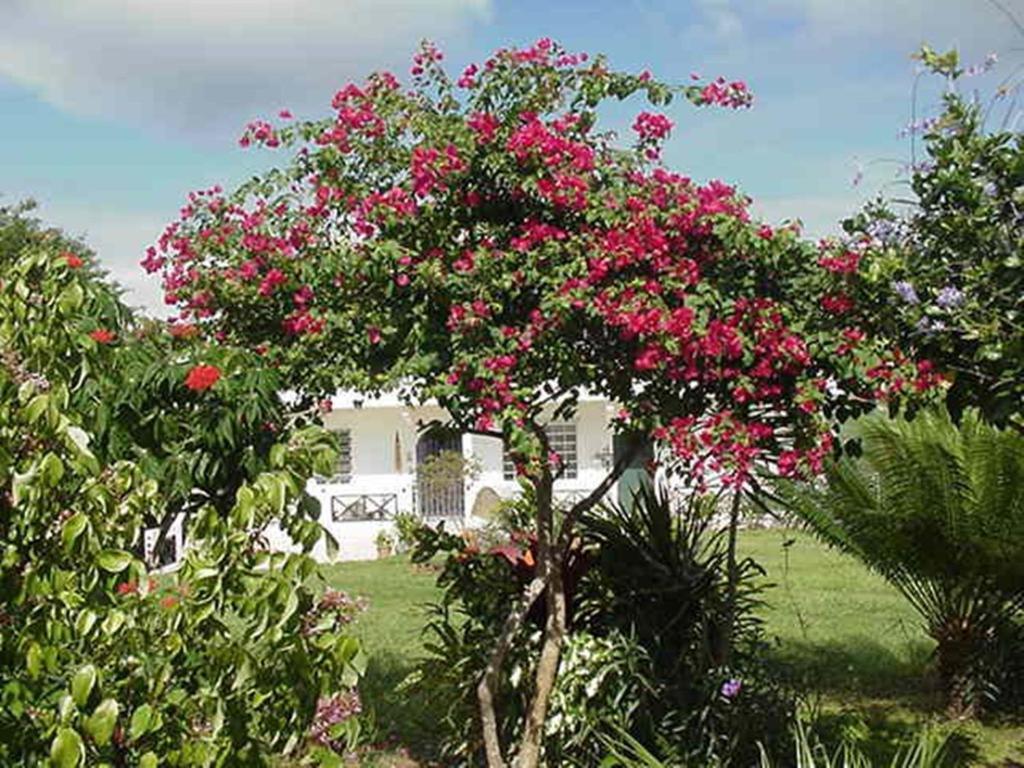Great Escape And Breakfast Inn Vieques Eksteriør billede